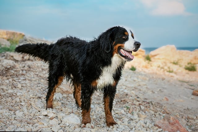 Ein Berner Sennenhund wurde am Strand von Rantum von der Polizei erschossen (Symbolfoto).