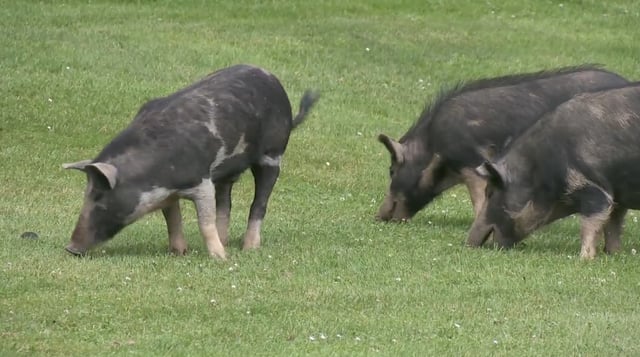 Escaped pigs make a meal of the fairway at the Cowichan Golf Club on Friday. 