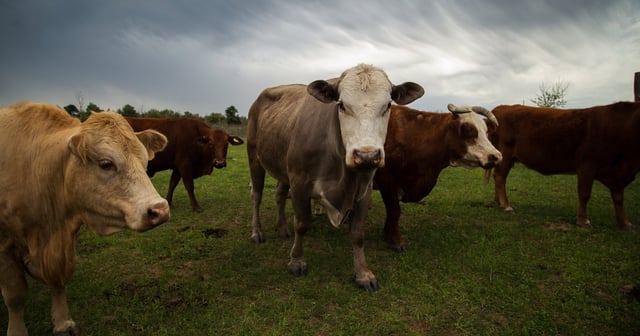 Cattle at a ranch in Cedar Creek on March 28, 2021.