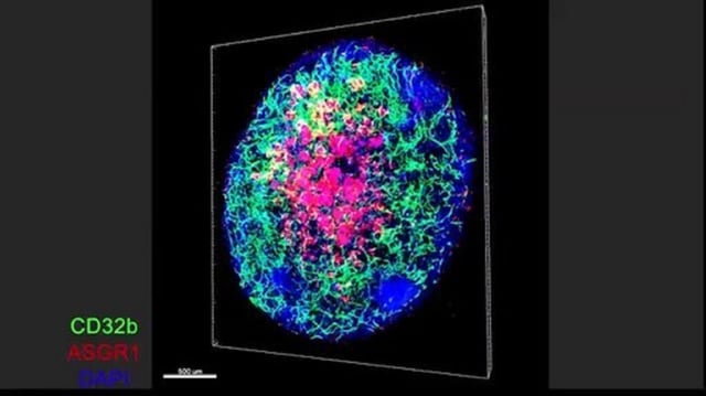 This 3D animation shows an advanced liver organoid capable of forming its own internal blood vessels.