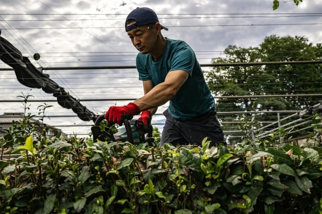 Masahiro Okutomi, working at his farm in Japan's Sayama, says it has been impossible to keep up with the growing demand for matcha
