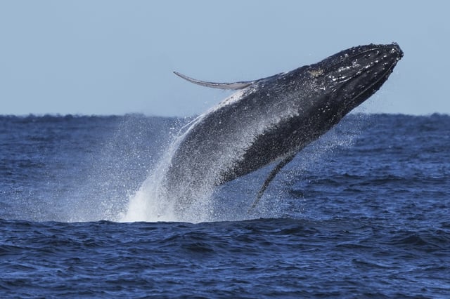 FILE - A humpback whale breaches off the coast of Port Stephens, north of Sydney, Australia, on June 18, 2025. (AP Photo/Mark Baker, File)