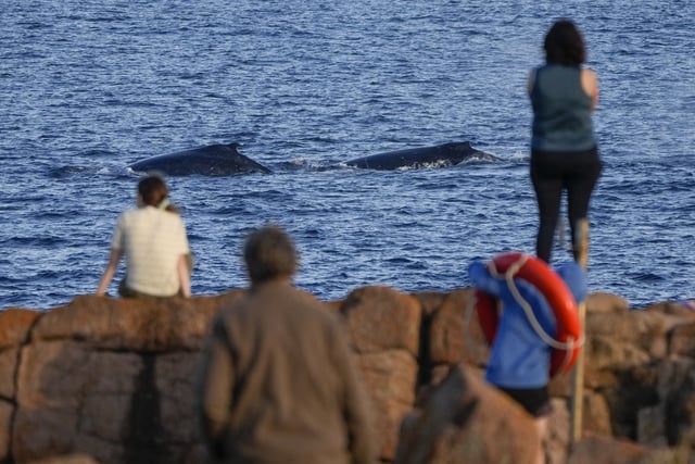 FILE - Spectators watch as whales swim past at Boat Harbour north of Sydney, Australia, on June 12, 2023. (AP Photo/Mark Baker, File)