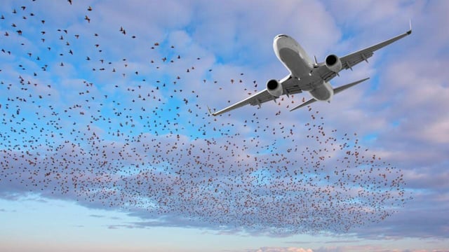 Shelar orders swift action to curb bird menace near CSMIA