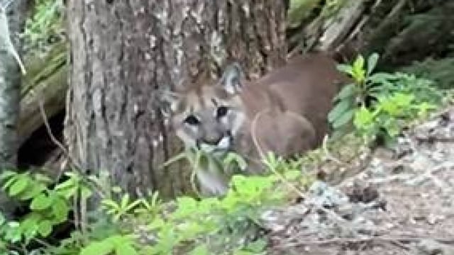 A young cougar near a tree looks directly at the hikers filming it near the popular Garibaldi Lake trail in B.C.'s Sea-to-Sky region.