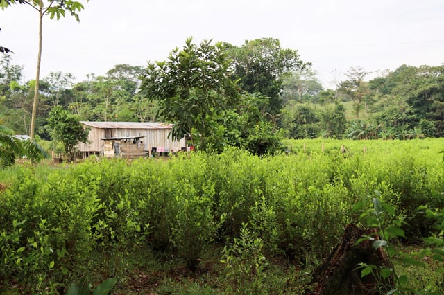 A coca plantation is seen next to a house in Tibu, Colombia March 5, 2025. REUTERS/Carlos Eduardo Ramirez/File Photo
