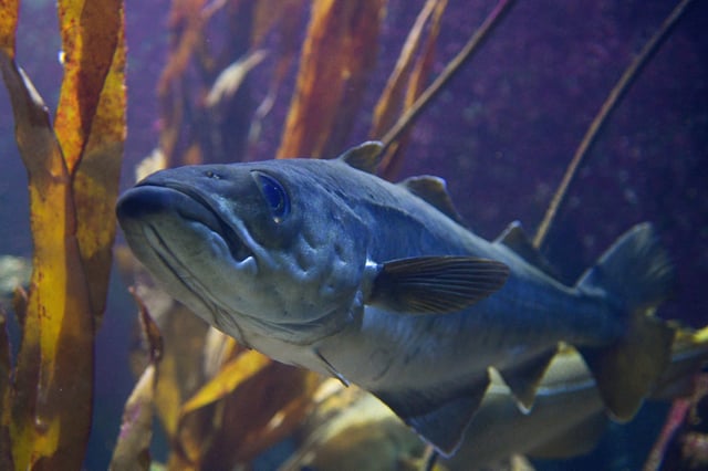 Ein Dorsch, auch Kabeljau genannt, in einem Aquarium des Geomar-Instituts in Kiel