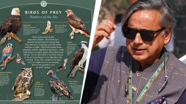 Even free bird must watch skies: Congress jabs Shashi Tharoor after cryptic post