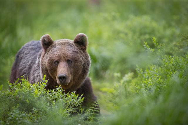 Les rencontres entre les humains et les ours ont atteint un niveau record au Japon, avec 219 personnes attaquées ces douze derniers mois (photo d’illustration).