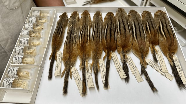 Chipmunk specimens in the Field Museum's collections.