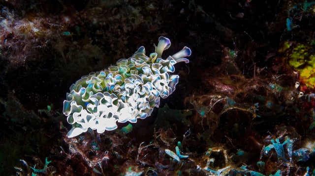 A white and blue lettuce sea slug.
