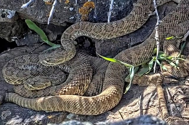 This undated image made from a video provided by Project RattleCam shows a &#34;mega den&#34; of rattlesnakes in a remote location in northern Colorado. (Project RattleCam via AP, File)