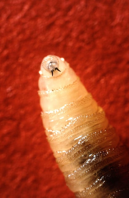 A New World screwworm larvae sits at rest in this undated photo. The New World screwworm, eradicated in the United States in the 1960s, could again pose a threat to Texas livestock, the beef industry and the broader state economy. (USDA AGRICULTURAL RESEARCH SERVICE VIA AP)