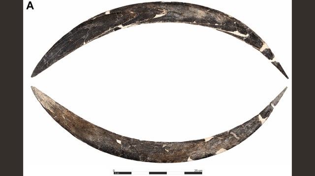 The weapon is around 10,000 years older than experts previously estimated.