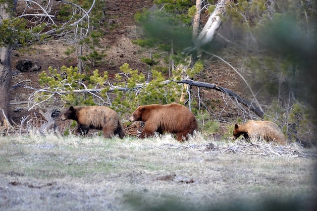 FILE: Three bears walk through a forested area in California.