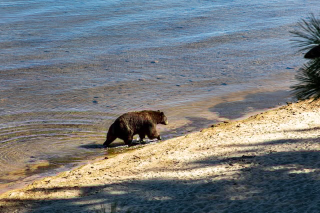 FILE: A bear walks along the beach in Lake Tahoe.