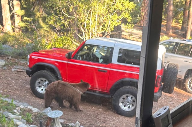 A bear looking at a car at Eagle Point Campground at Lake Tahoe.