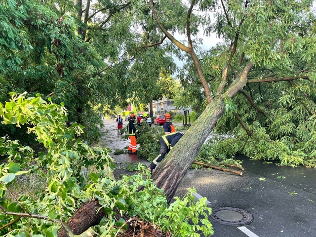 Einsatzkräfte der Feuerwehr arbeiten im Berliner Stadtteil Heiligensee an einem durch schwere Böen entwurzelten Baum.