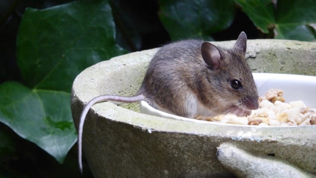 A tiny European Wood Mouse eating the nuts and seeds in the bowl of a garden figurine.