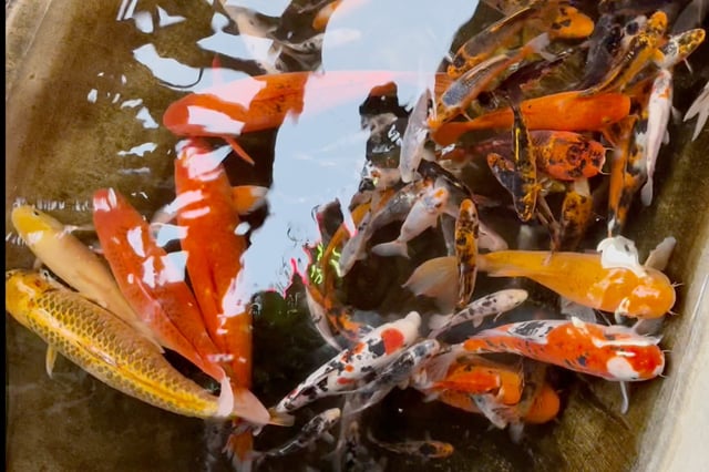Koi fish have been a staple of Oak House Restaurant in Yucaipa, Calif., for 25 years.