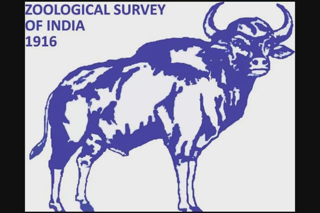 zoological survey of India