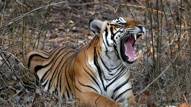 Representative image (PTI)