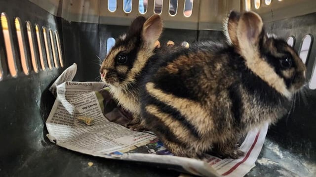 Illegal wildlife cargo to be sent back to Thailand