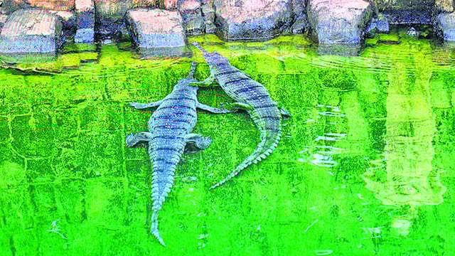 Mumbai, India - June 26, 2025: 4 new Gharials of 6 to 8 years have been brought from Bhagwan Birsa Biological Park in Ranchi as a part of the animal exchange program to Veermata Jijabai Bhosale Botanical Udyan and Zoo, at Byculla in Mumbai, India, on Thursday, June 26, 2025. (Photo by Anshuman Poyrekar/ Hindustan Times) (Hindustan Times)