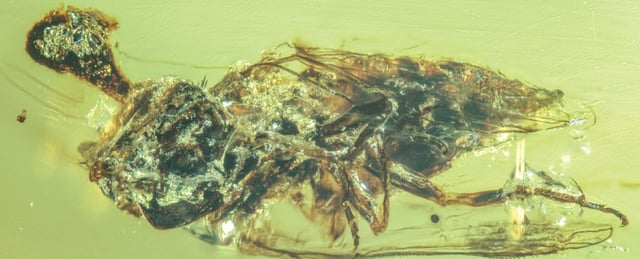 a fly with a dark brown club-like shape protruding from its head, trapped in greenish-yellow amber.