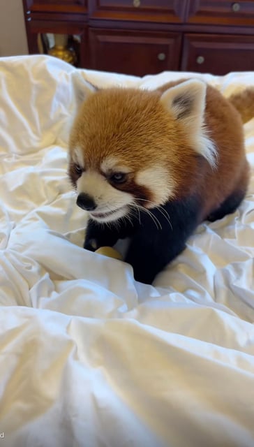 The hotel has four red panda “staff members”, including an adult red panda, around two years old, that provided the morning call service. Photo: Douyin