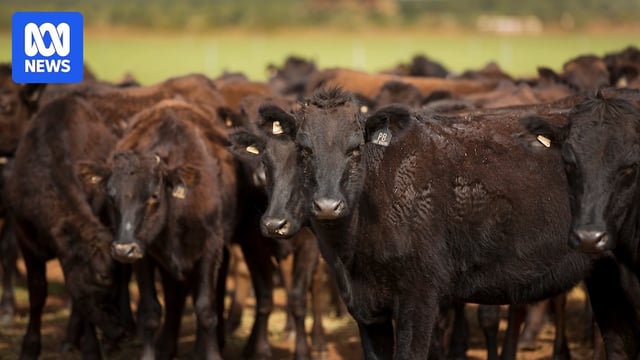 Cattle.