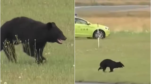 Black bear spotted at Japan's Yamagata Airport.  | Image: X