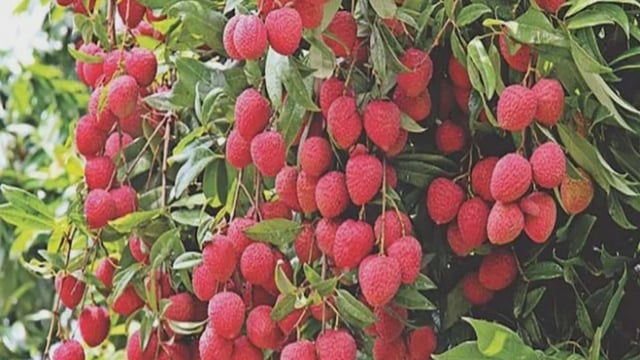 Lychee