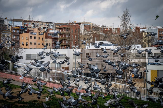 Palomas frente a un instituto-escuela en Barcelona, este curso.