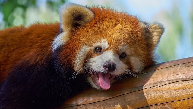 A Red Panda sticks out its tongue while lazing on a tree branch.