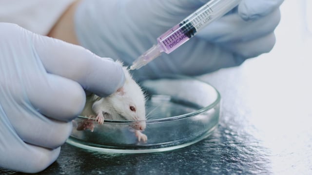 Gloved hands of laboratory technician injecting mouse held in petri dish with clear liquid from syringe. Mouse resting calmly in controlled lab environment maintained for research