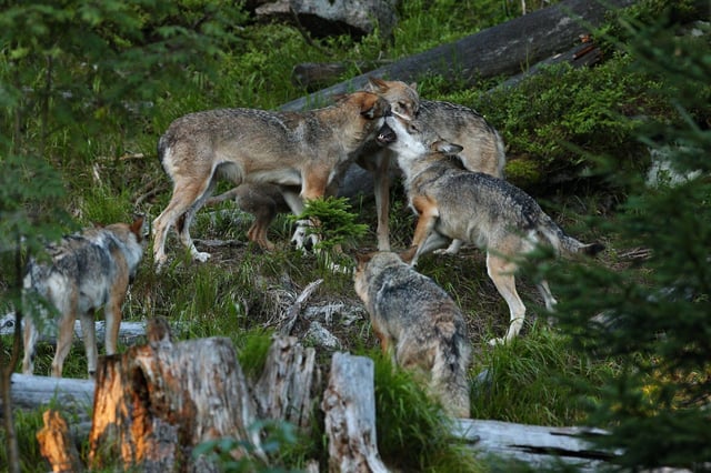 Una manada de lobos ibéricos.
