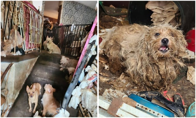 Dozens of neglected and malnourished dogs were pulled out of a filthy Brooklyn home on Thursday, June 26, 2025, after their owner died. (NYCACC)