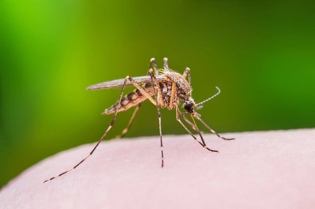 Japanese Encephalitis