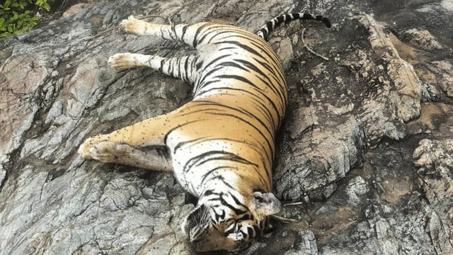 The tigress, which had initially preyed on the cow returned with her cubs to feed on it again and died after ingesting the poison, sources said. 