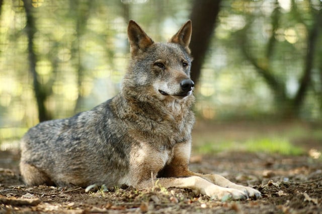 Lobo Ibérico en la reserva Natural de Marcelle (Lugo).