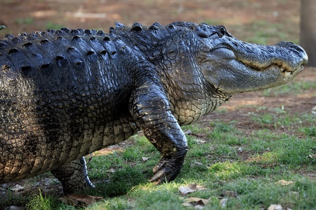 Stock photograph showing an alligator moving through the Wakodahatchee Wetlands on March 13 2024 in Delray Beach, Florida.