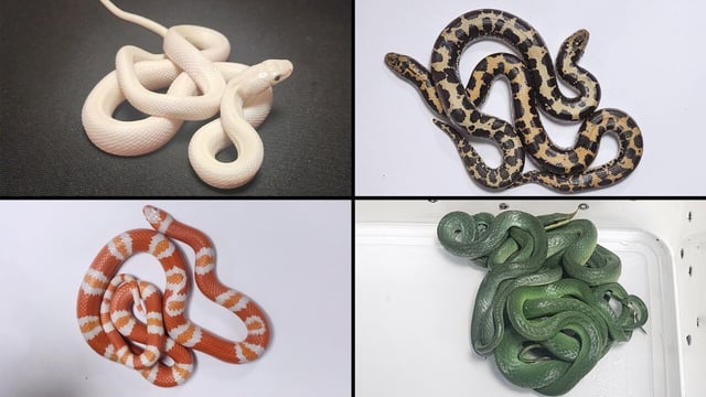16 live snakes seized from Bangkok flyer at Mumbai airport