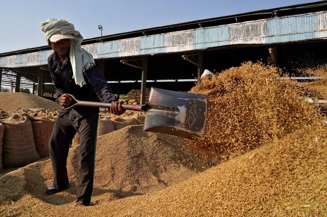 A labourer sifts rice crops in a grain market in Karnal in the northern state of Haryana, India, October 15, 2024. REUTERS/Bhawika Chhabra/File Photo