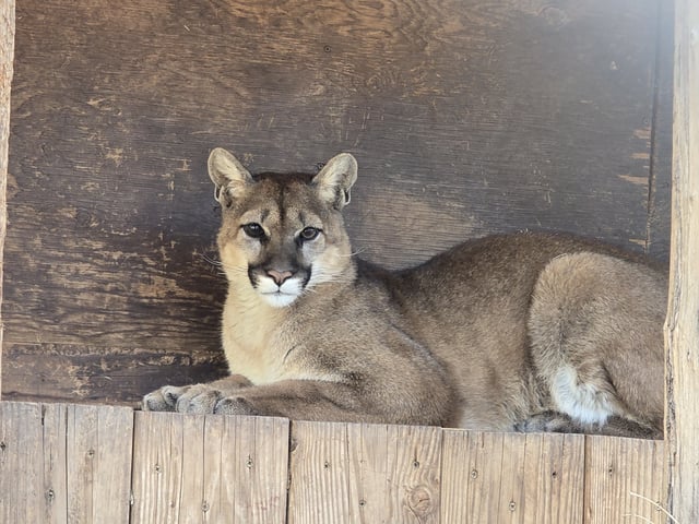 Mountain lion in recovery at San Diego Humane Society’s Ramona Wildlife Center, 2025.