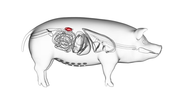 Pig illustration revealing kidney details.