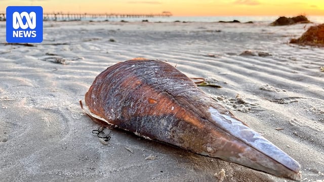 The shell of a dead razor fish washed up on a beach.