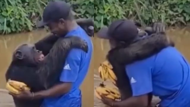 A viral video showed a chimp recognising and hugging the man who rescued him.