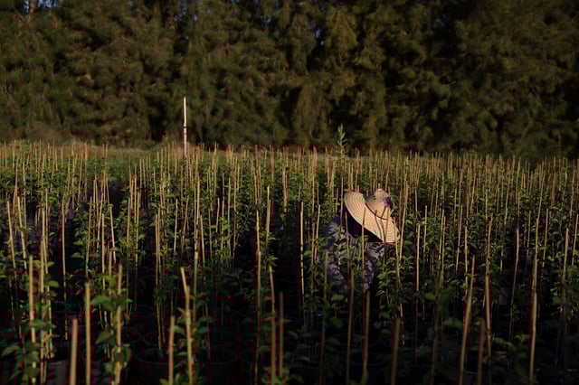 A Guatemalan immigrant works on a crop field at a farm in Kern County, California, U.S., June 19, 2025. REUTERS/Pilar Olivares