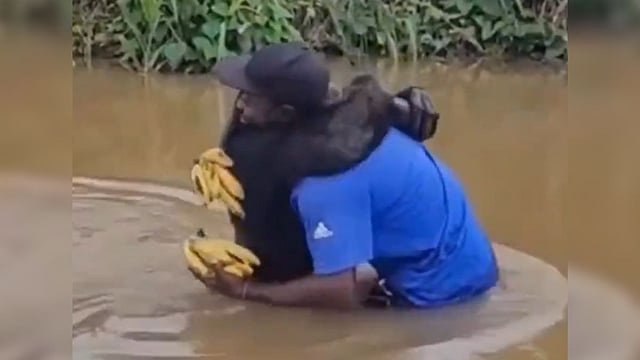 Viral Video: Chimpanzee Rushes Into Arms Of The Man Who Rescued Him Years Ago